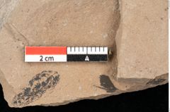 Foto (Detailansicht) von Betula dryadum Brongniart (NHMW-GEO-2024-0188-0722)